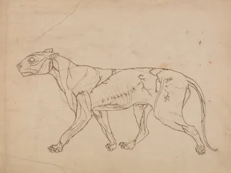Porównawcza anatomiczna ekspozycja budowy ciała ludzkiego z ciałem tygrysa i ko...